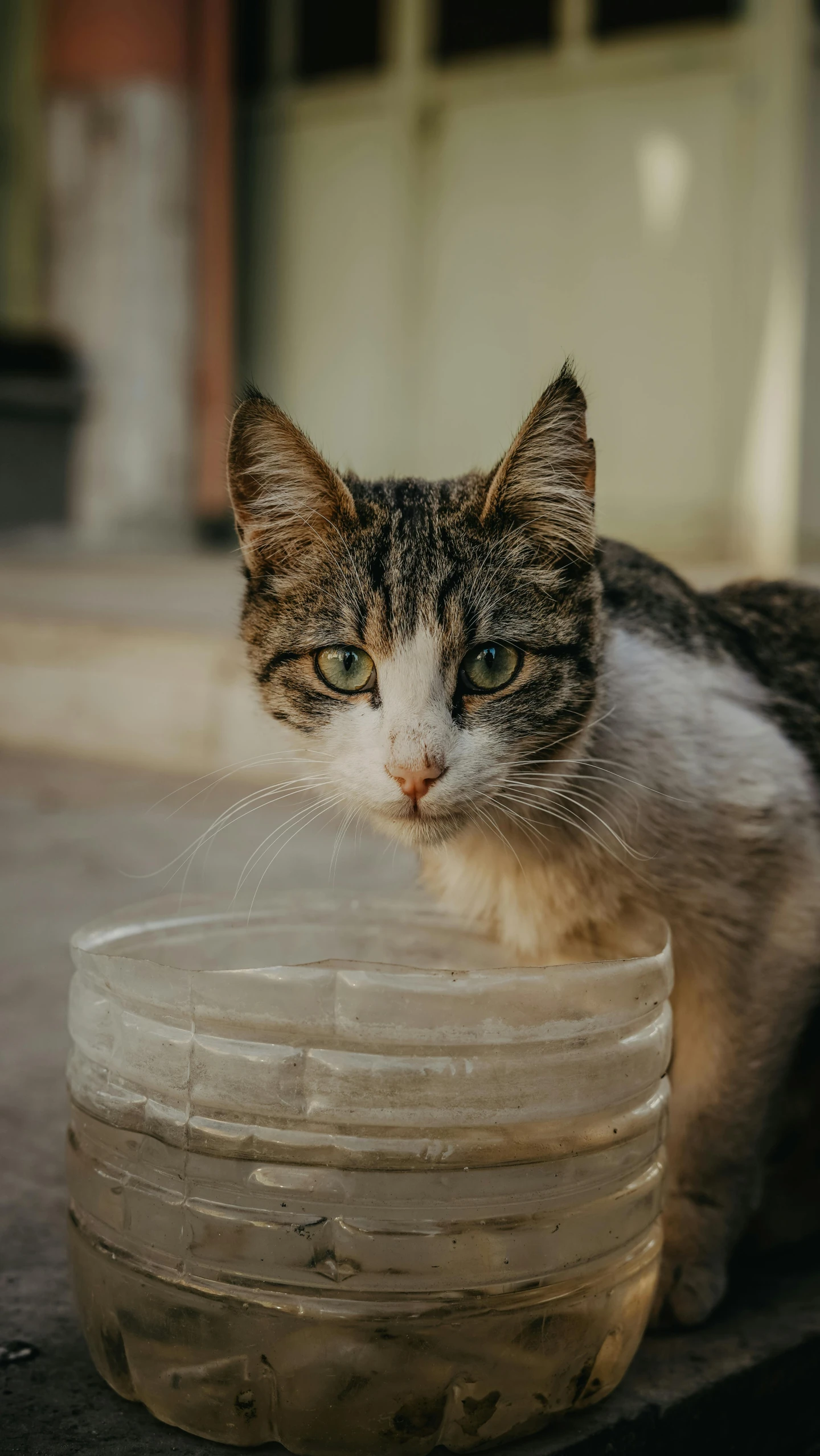 a cat looks over the edge of a bowl