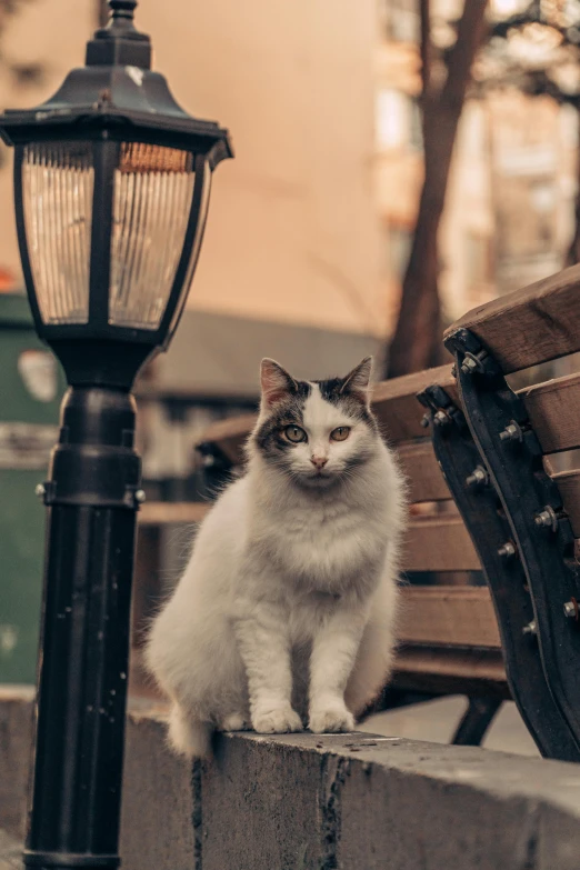 cat sitting on ledge outside at night next to lamp