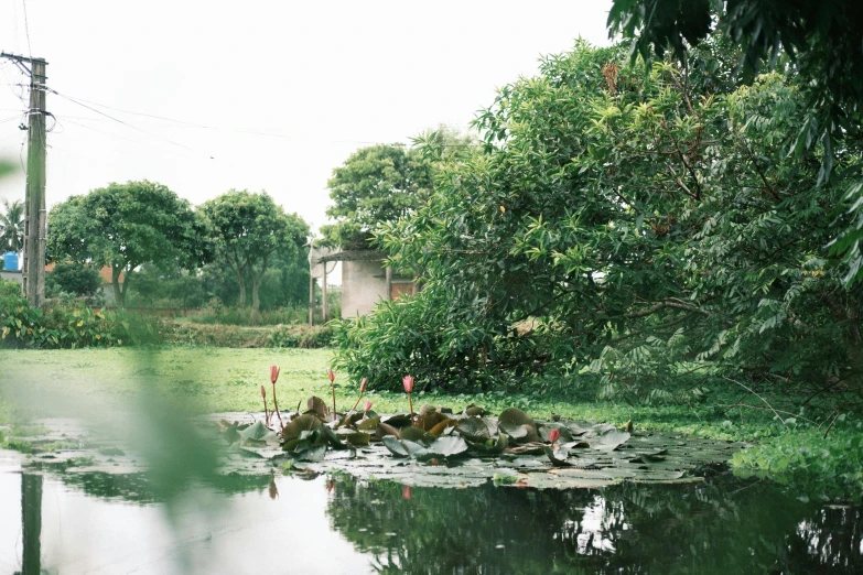 a pond filled with lots of water surrounded by trees