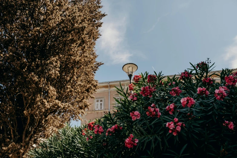 some flowers and a street lamp in the background