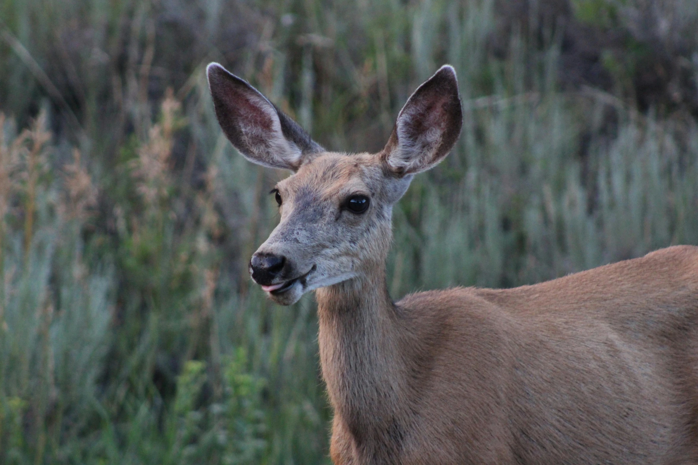 a deer stands next to a grassy area