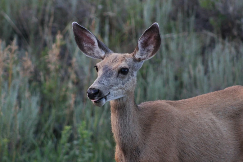 a deer stands next to a grassy area