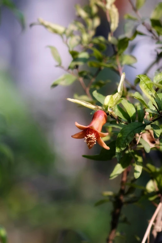 an orange flower on a tree in the sun