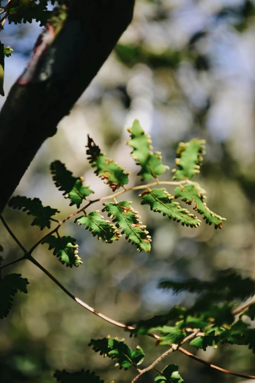 the nches of trees are dying with leaves