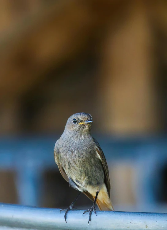 a bird sitting on top of a metal table