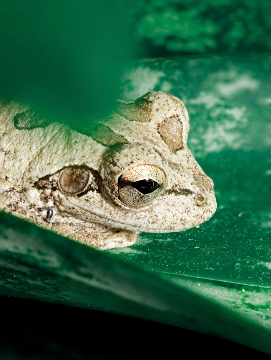 a close up of a frog on top of a green surface