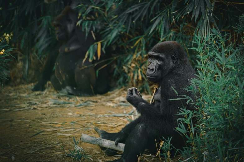 a gorilla eating a banana while sitting in the grass