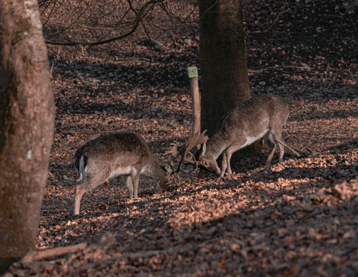 two deer in the woods sniffing and eating