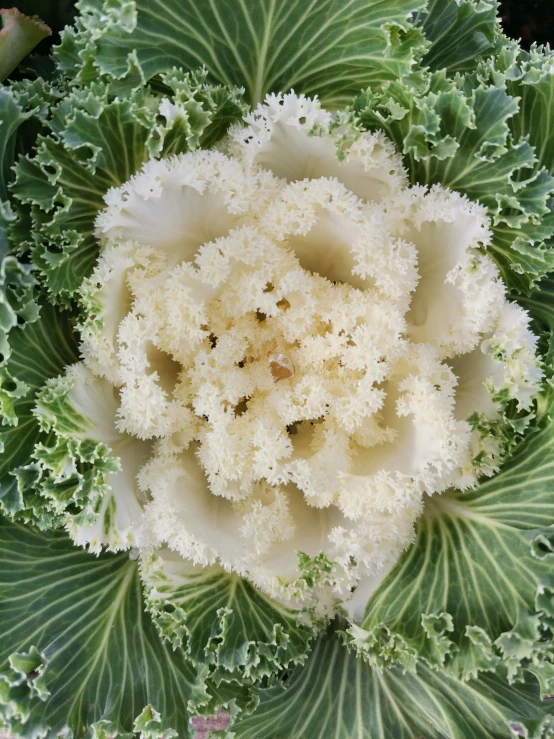 an aerial view of a head of broccoli