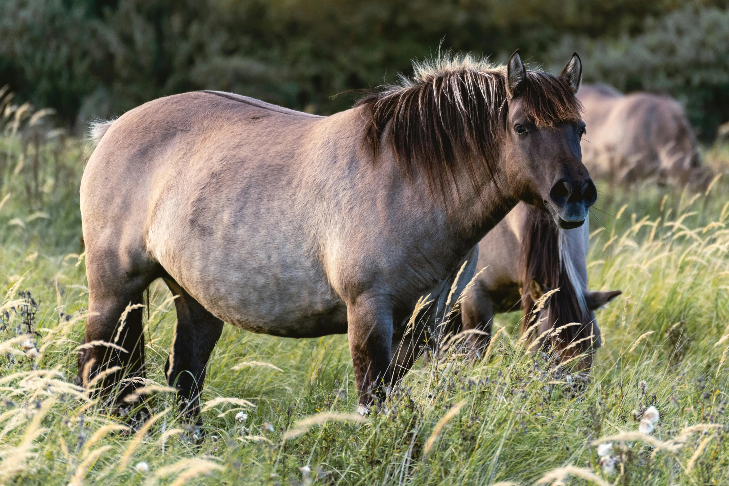 a brown horse is standing in tall grass