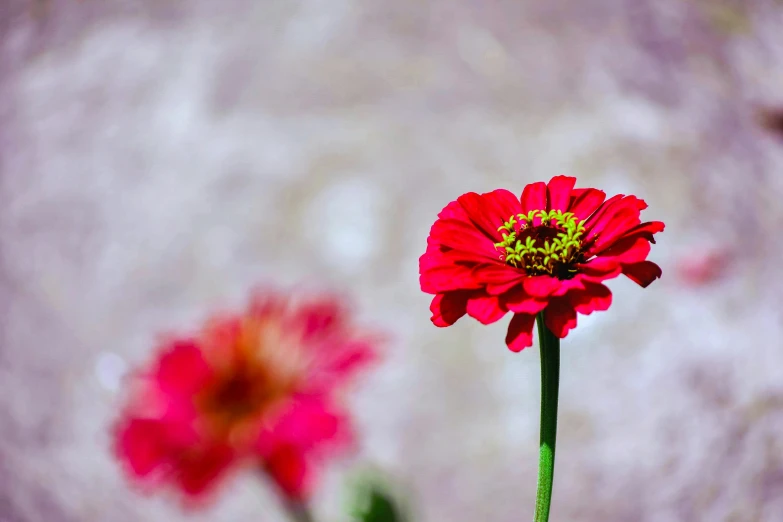 the bright pink flowers have long stems