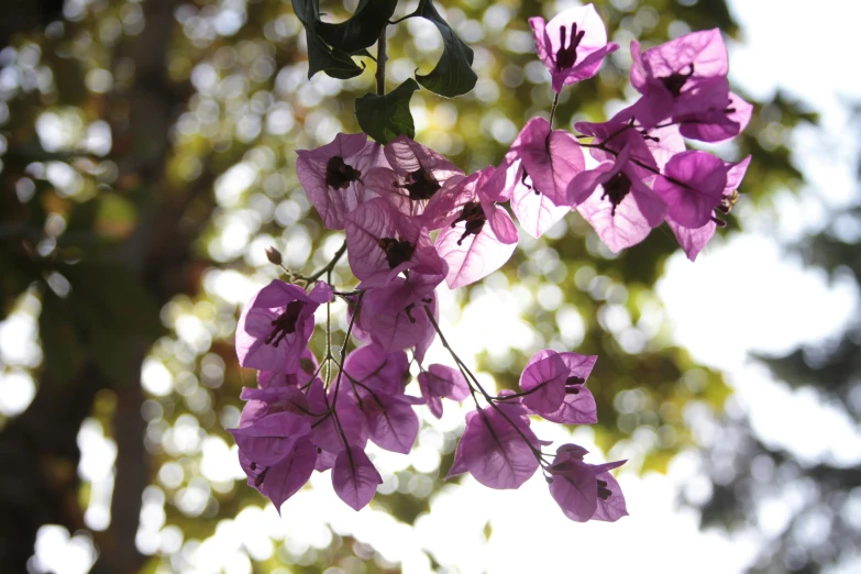 purple flowers hanging from the side of a tree