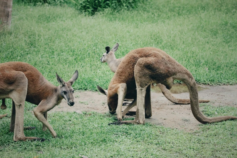 a small group of kangaroos by some water