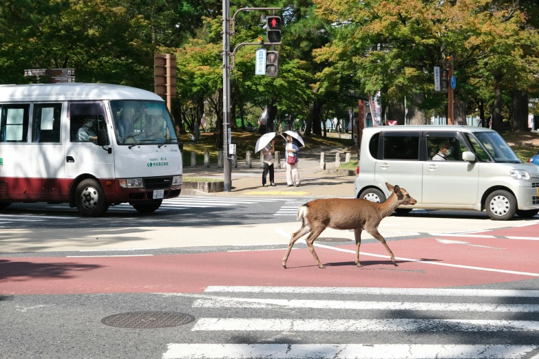 a deer crossing at a busy street in the city