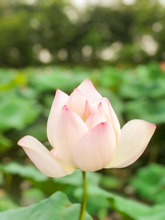 a lotus blossom blooms from its bud on a green plant