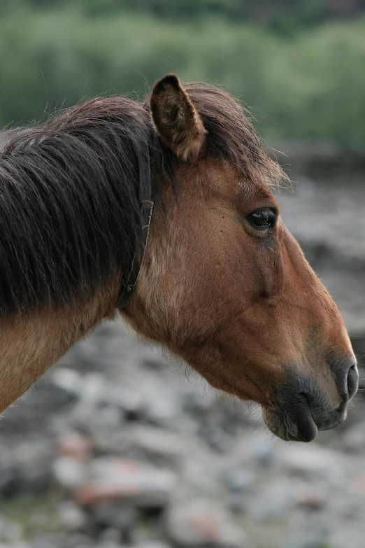 a close up of a horse with water in the background