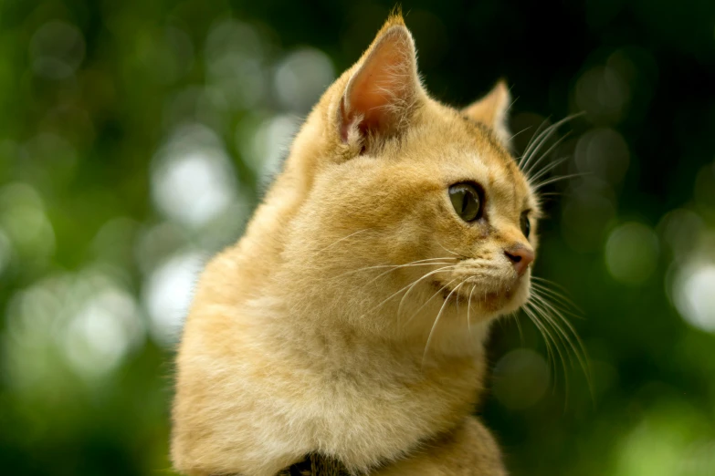 a yellow tabby cat with dark brown eyes stares off into the distance