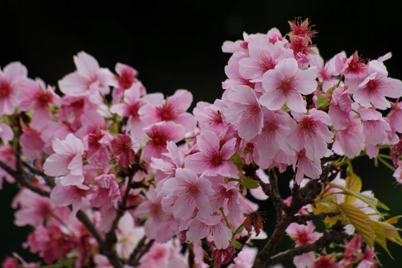 there are many pink flowers blooming together