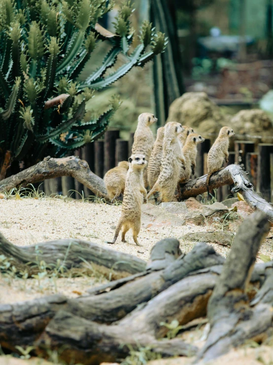 several meerkats walking around their enclosure at a zoo