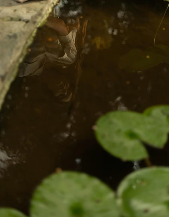 there is a brown pond with waterlilies in it