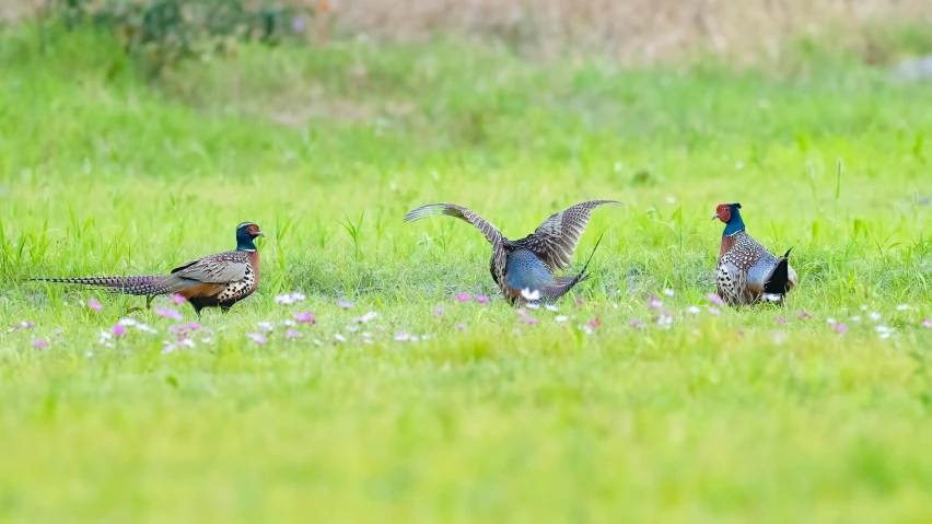 three birds walking in the grass near each other