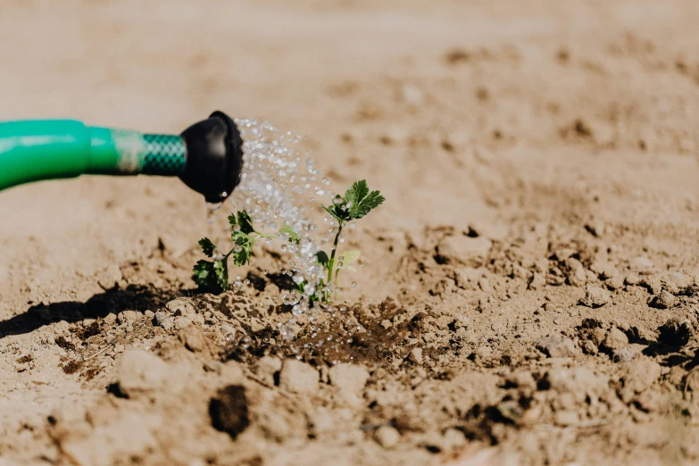 an outdoor garden hose watering a plant