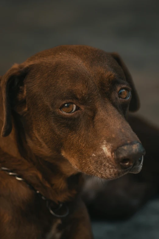 a close up of a brown dog laying on the ground