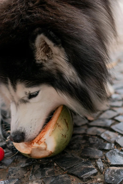 dog chews on an apple, possibly a kiwi or salmon