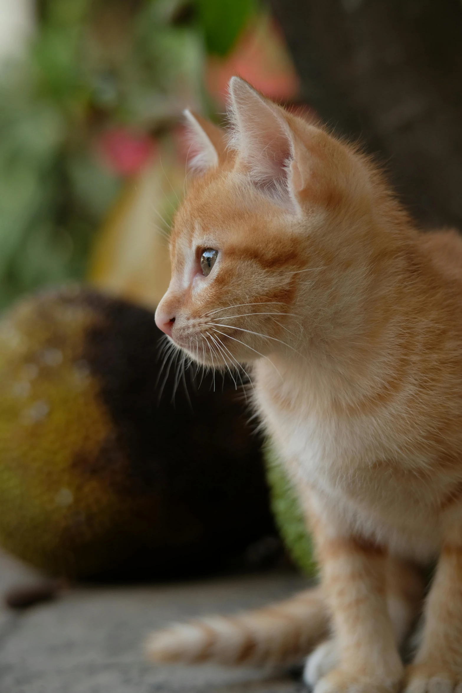 an orange kitten sitting on the ground