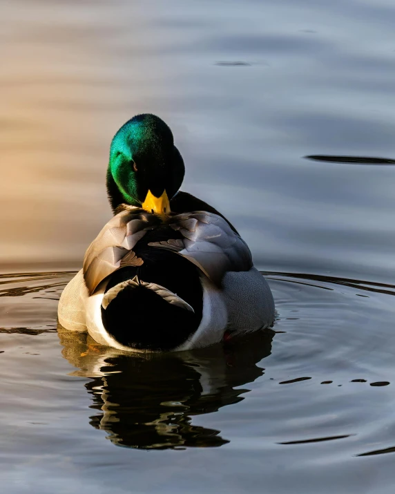 a duck is floating in the water looking for food