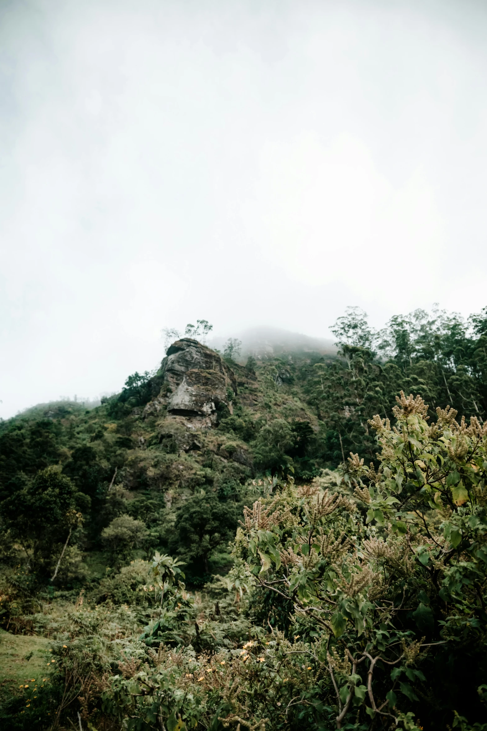 this is a view of the mountains with vegetation growing up the side