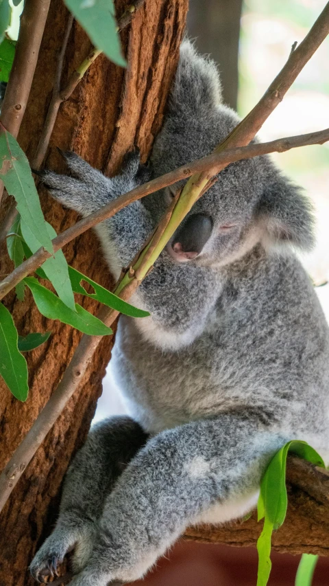 a koala is sitting on top of a tree and its leaves