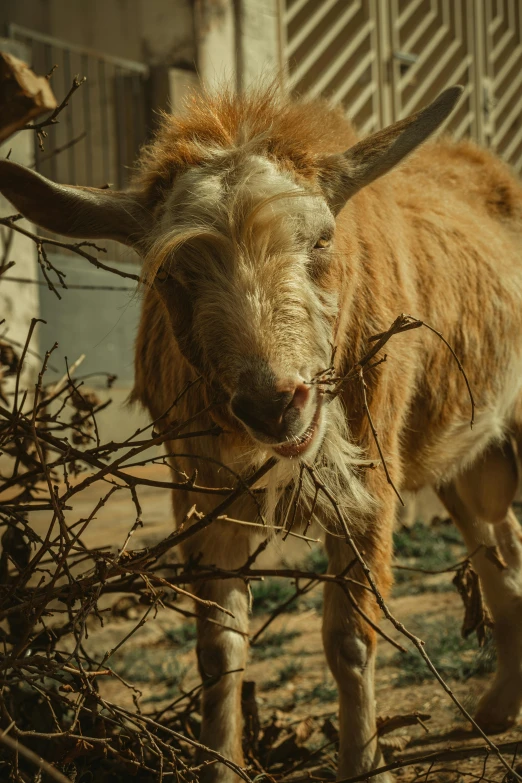 there is a goat that is standing among some bushes