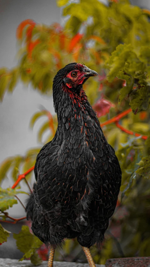 a small black bird on a ledge with leaves