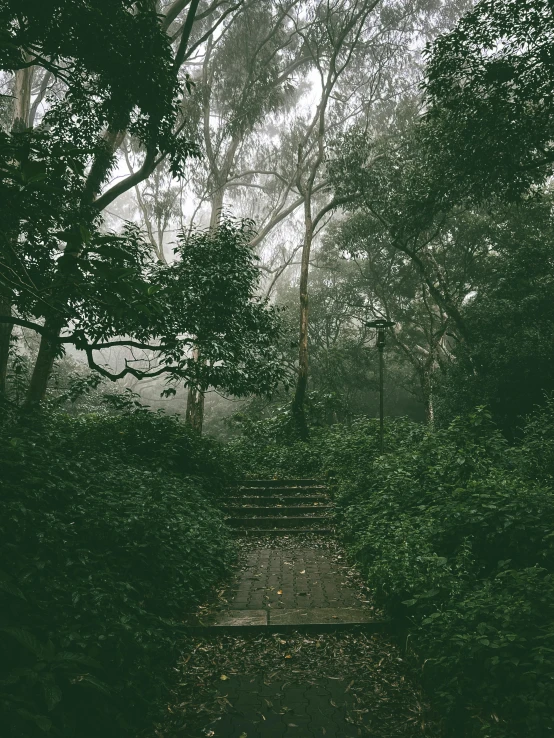 there is a narrow path that goes through the trees