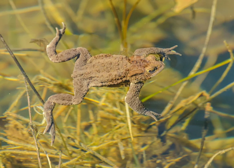 a lizard with bulging eyes is standing on a nch