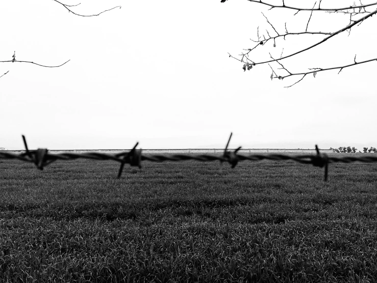 the bird is sitting on the barbed wire