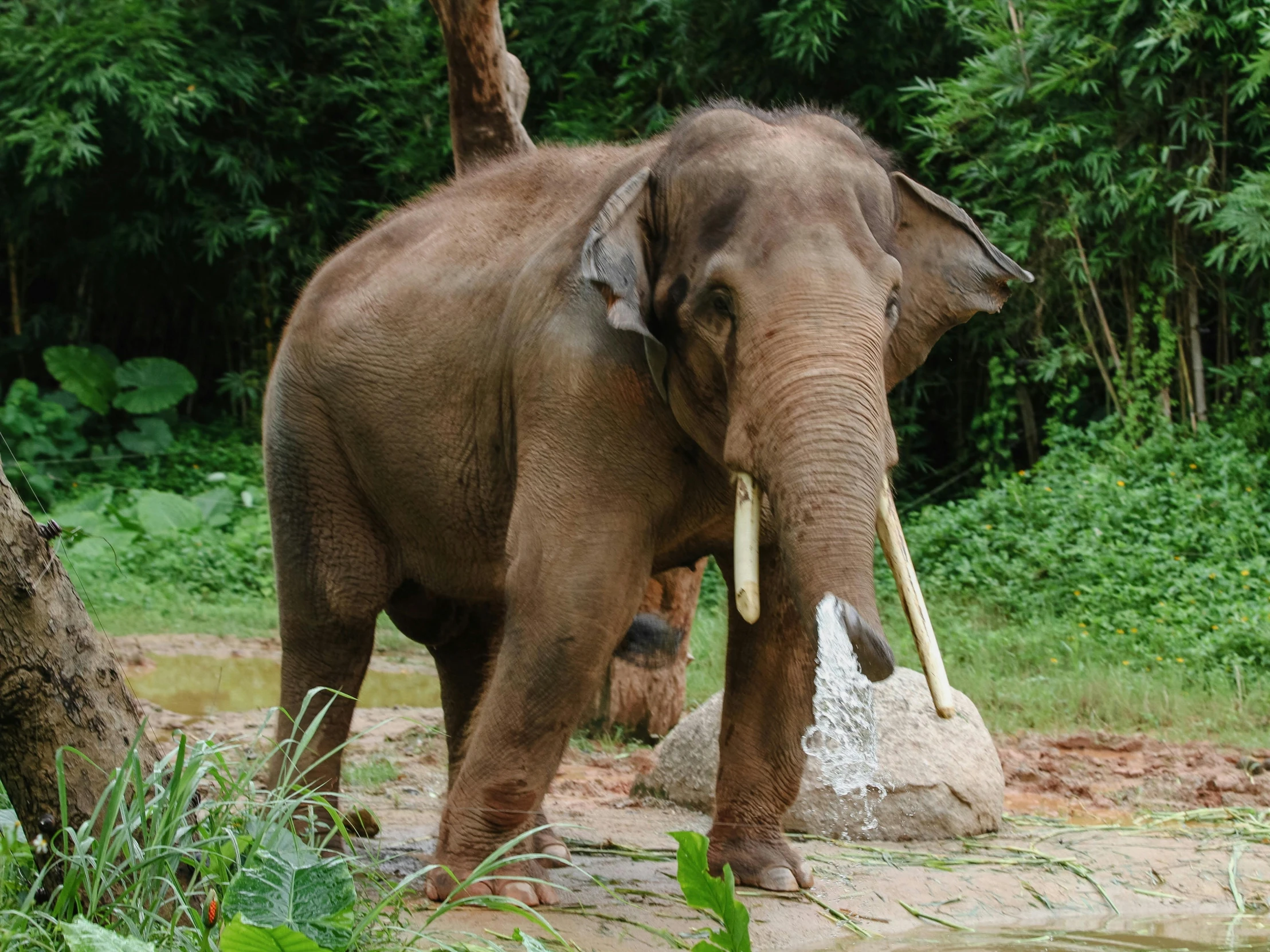 an elephant that is standing near a tree