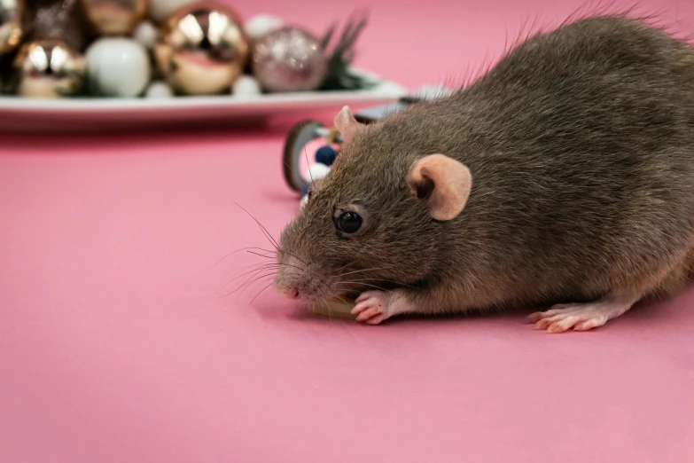 a rat sitting on the floor near some ornaments