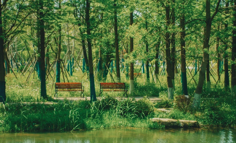 an image of two park benches in the woods