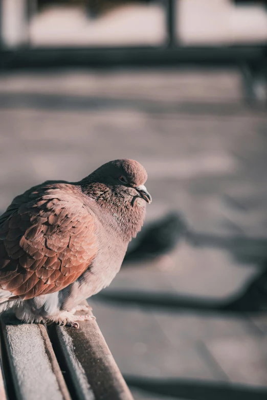 the small pigeon is perched on the railing of a building