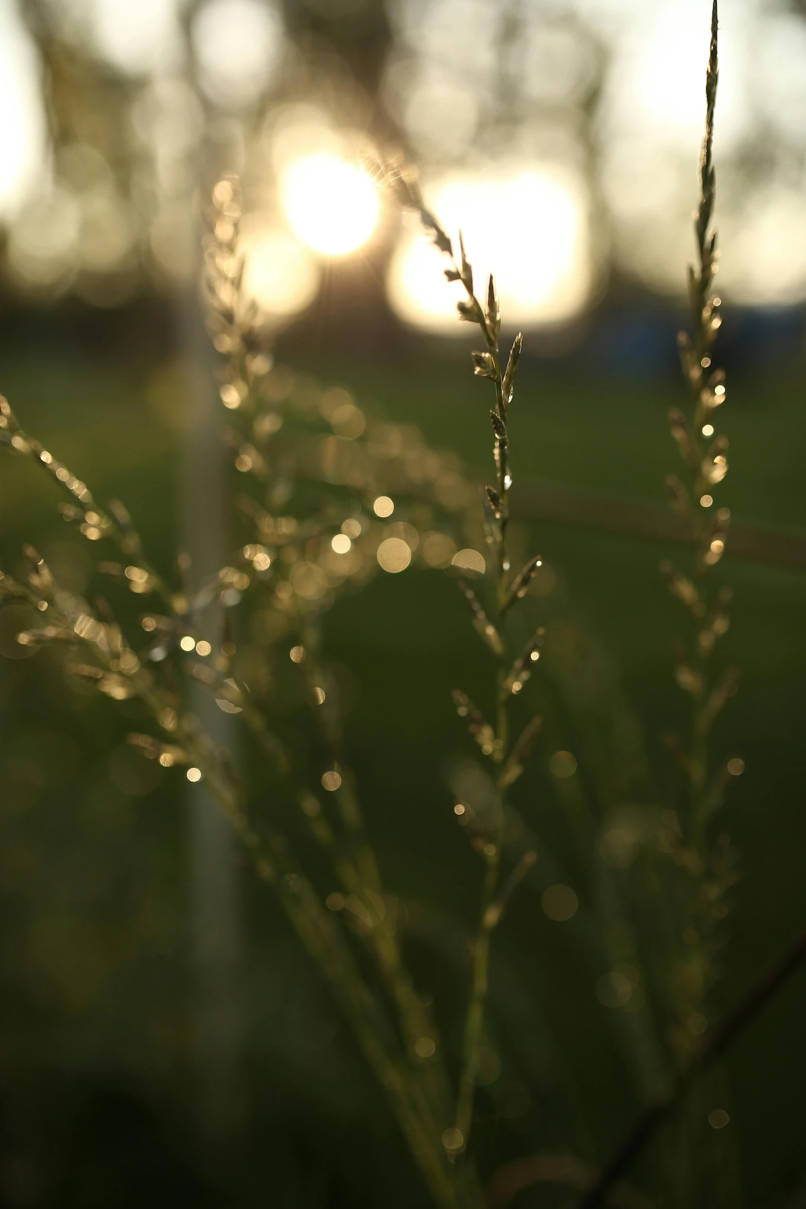 some very pretty flowers by some grass with the sun behind it