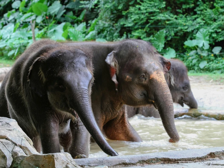 there are elephants that are in the water together