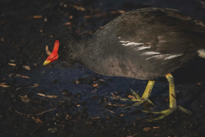 a black bird standing on a patch of ground next to leaves