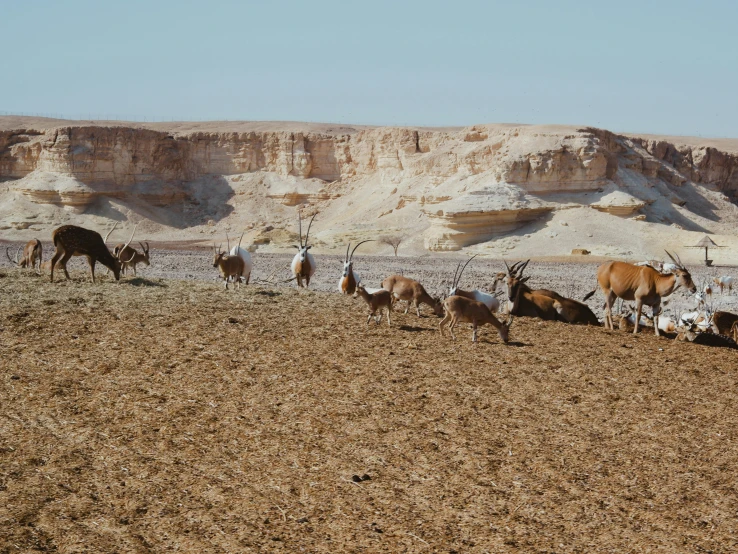 some goats are standing around the desert with mountains in the background