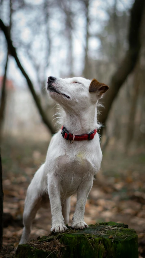 a small white dog wearing a red collar sitting on top of a log