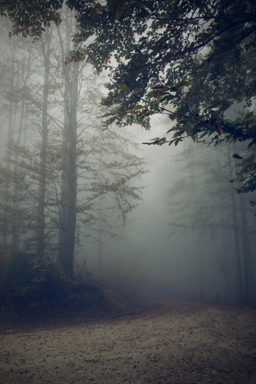 a bench sits alone in a foggy forest