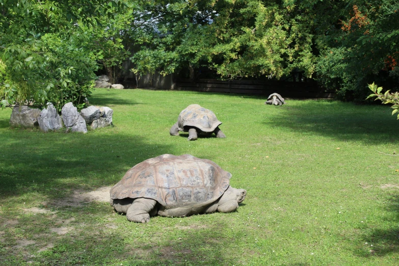 the large tortoises are walking in their own enclosure
