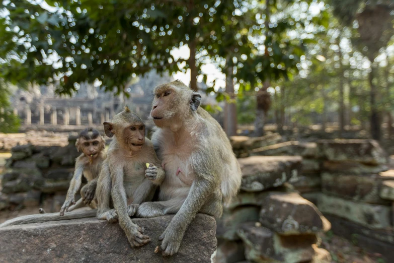 a couple of monkeys are sitting on a rock