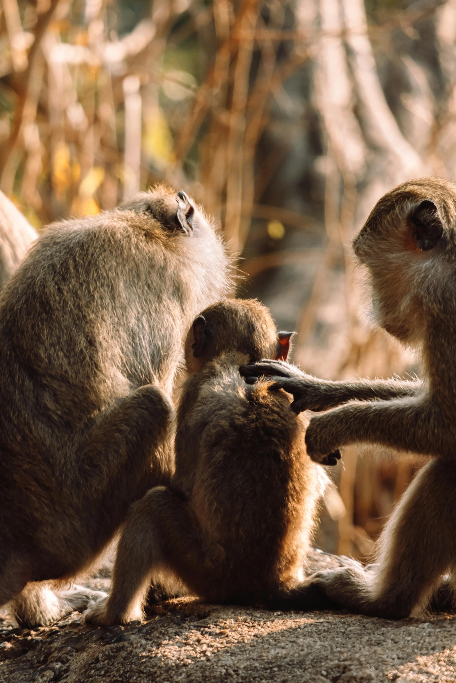 two baboons and one baby are standing together